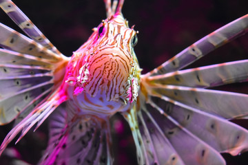 Lionfish Isolated