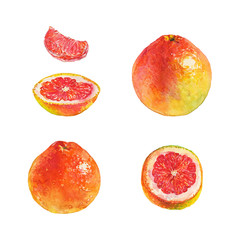 Watercolor grapefruit