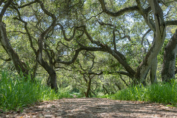 A trail through live oak trees in San Francisco's Golden Gate Park.  Sunny afternoon, green foliage.  Low angle.