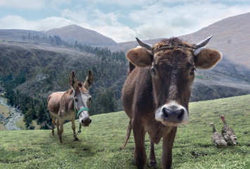 Animales de campo