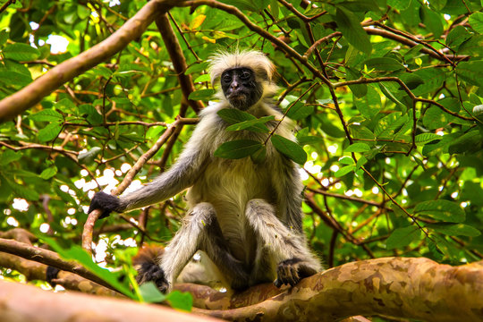 wild monkey in the jungle in Africa