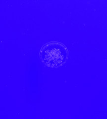 Obraz na płótnie Canvas Jellyfish Underwater Background