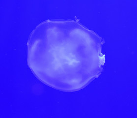 Jellyfish Underwater Background