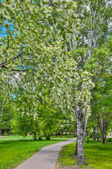 Urban spring landscape in city park with blossoming bird cherry trees