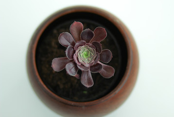 Rosette of leaves of Aeonium arboreum in clay pot on white background