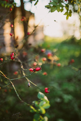Whimsical autumn background in backlight