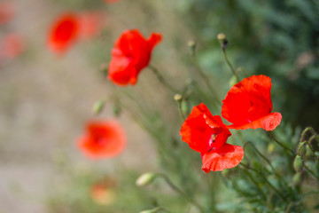 Fototapeta premium wild poppy flowers