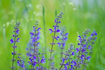 Fototapeta premium violet flowers in the meadow