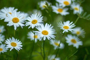 Fototapeta na wymiar daisies in the meadow