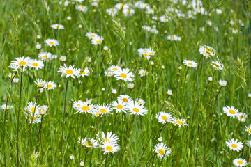 daisies in the meadow