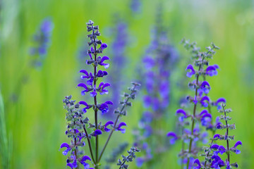 violet flowers in the meadow