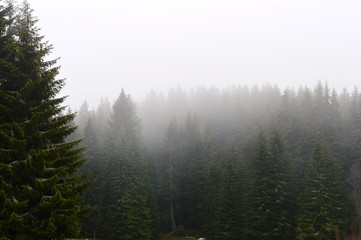 fog among the trees on the mountain