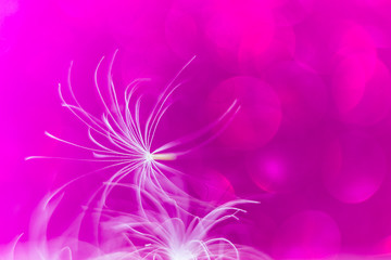 Fototapeta na wymiar Summer bright background: dandelion seeds close-up on a bright purple background with a beautiful bokeh. Minimalism, macro, fragility.