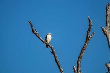 hawk on a branch against blue sky