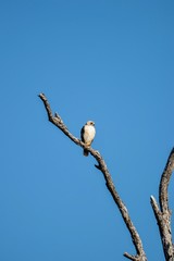 hawk on branch against blue sky