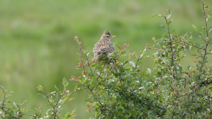 Woodlark in a bush on a beautiful day in Essex