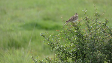 Woodlark resting in a bush on a beautiful day in Essex