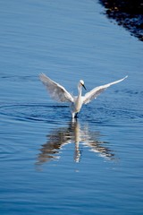 egret with wings spread and reflection in water