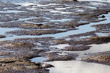 Wetlands at low tide