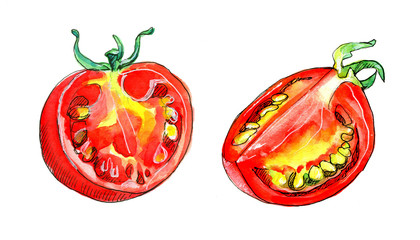 Hand drawn watercolour and pen two cutted tomatous isolated on white background