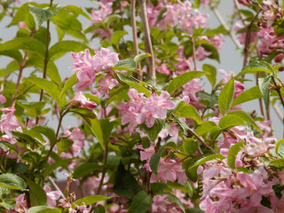 Weigela florida - Liebliche Weigelie. Frühlingsblüte ein Zierstrauch mit gewölbten Zweigen mit...