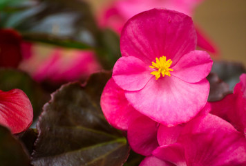 Obraz premium Macro photography of begonia flower