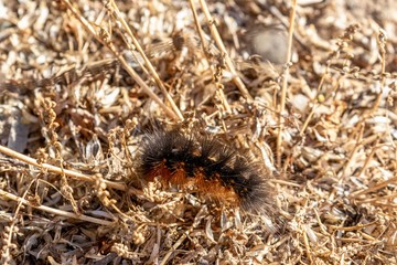 fuzzy caterpillar 