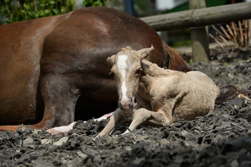 Neugeboren. Frisch geborenes Palomino Fohlen liegt neben seiner Mutter