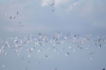 large flock of birds against sky