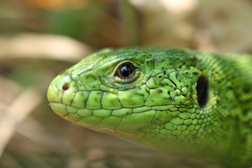 A small lizard hunts in the grass at the edge of the forest near the trees.