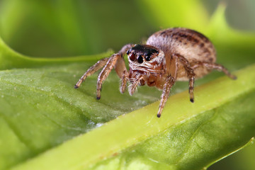 Jumping spiders doesn 't build webs, it jumps and attracts its pray.