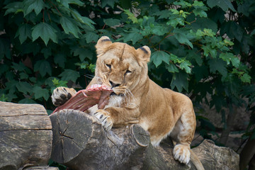 Obraz premium Lioness eating raw cow meat by tearing off pieces with her teeth