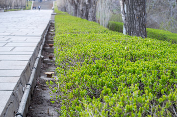 Granite walkway with trimmed hedge along, soft focus