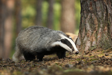 Meles meles, animal in wood. European badger, autumn pine forest. - obrazy, fototapety, plakaty