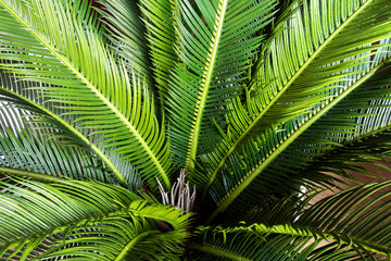 Obraz na płótnie Canvas abstract green leaf texture, nature background, tropical jungle leaf, green leaf with space for text background texture