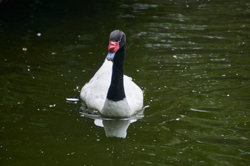 Black and white swan with red beak swimming in pond