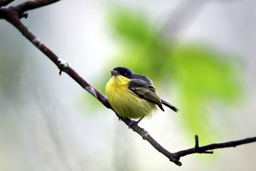 little bird