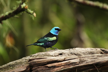 tanager