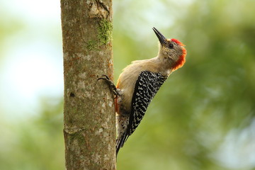 woodpecker