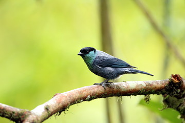 tanager