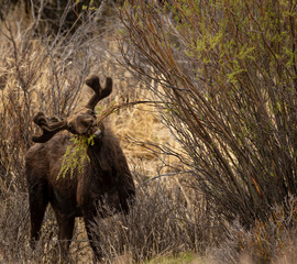 Bull Moose Snacks