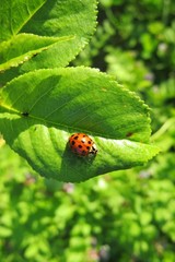 Ladybug on green leaf in the garden, closeup