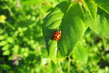Ladybug on green leaf in the garden, closeup