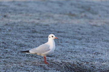 Gull
