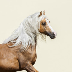 Portrait of a chestnut Arabian horse with a long mane in motion on light background isolated