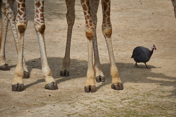 Small bird walking next to the legs of Giraffes