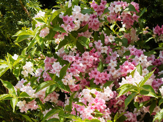 Liebliche Weigelie (Weigela florida). Frühlingsblüte ein Zierstrauch mit gewölbten Zweigen mit...