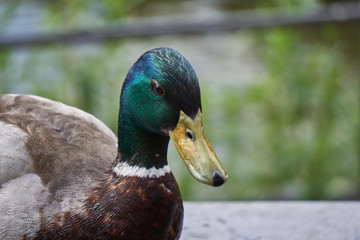 Close up image of male duck with green head and yellow beak                   