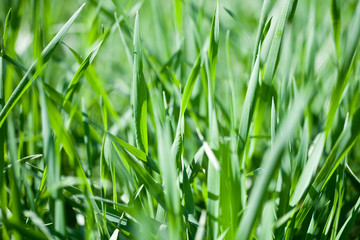 Field of green grass closeup.