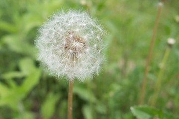 Fototapeta premium dandelion grows in a field